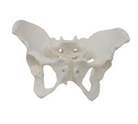 DuskHaven Female Pelvic Model - Sustainability - Learning - Premium - Science