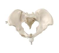 DuskHaven Female Pelvis Model, Classroom Demonstration Tool for The Hip Bone, Educational Equipment, Female Skeleton Model for The