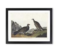 Dusky Grouse By John James Audubon Vintage Framed Print | A2 Black Framed Wall Art | Ready to Hang | Classic Nature Picture | Living Room Bedroom Lounge Office