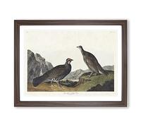 Dusky Grouse By John James Audubon Vintage Framed Print | A4 Walnut Framed Wall Art | Ready to Hang | Classic Nature Picture | Living Room Bedroom Lounge Office