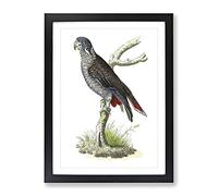 Dusky Parrot By George Shaw Vintage Framed Wall Art Print, Ready to Hang Picture for Living Room Bedroom Home Office Décor, Black A3 (34 x 46 cm)