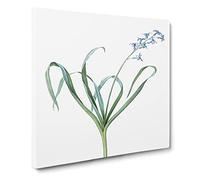 Dutch Hyacinth by Pierre Joseph Redoute Canvas Print | Gallery Wrapped 30mm Frame Wall Art | 20x20 inches | Ready to Hang | Retro Picture | Living Room Bedroom Lounge Office