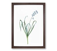 Dutch Hyacinth by Pierre-Joseph Redoute Framed Print | A2 Walnut Framed Wall Art | Ready to Hang | Modern Nature Picture | Living Room Bedroom Lounge Office