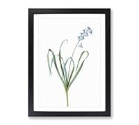 Dutch Hyacinth By Pierre Joseph Redoute Vintage Framed Wall Art Print, Ready to Hang Picture for Living Room Bedroom Home Office Décor, Black A3 (34 x 46 cm)