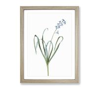 Dutch Hyacinth By Pierre Joseph Redoute Vintage Framed Wall Art Print, Ready to Hang Picture for Living Room Bedroom Home Office Décor, Oak A4 (34 x 25 cm)