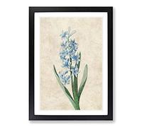 Dutch Hyacinth Flowers by Pierre-Joseph Redoute Framed Print | A2 Black Framed Wall Art | Ready to Hang | Modern Floral Picture | Living Room Bedroom Lounge Office