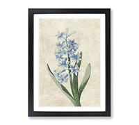 Dutch Hyacinth Flowers By Pierre Joseph Redoute Vintage Framed Print | A4 Black Framed Wall Art | Ready to Hang | Classic Floral Picture | Living Room Bedroom Lounge Office