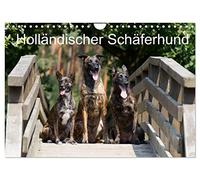 Dutch shepherd dog UK-Version (Wall Calendar 2026 DIN A4 Landscape), CALVENDO 12 Month Wall Calendar