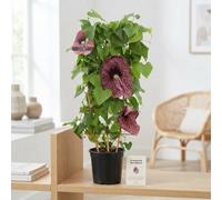 Dutchman's Pipe Plant (Aristolochia Macrophylla) - 21Cm Pot