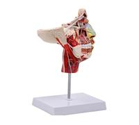 Duyeuau Human Chops-facials Vascular Blood Vessels Model Human Half Head Model Teaching Aid Human Anatomical