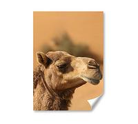 DV DESIGN 1 x A4 Poster Art Print - Amazing Happy Camel Animals Desert Wall Art Paper Posters Large Picture Graphic Photo #8752