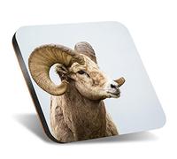 DV DESIGN 1 x Eco Square 12cm Coaster - Wild Big Horned Sheep Animal Horns Drink Cup Mug Glass Table Protection Mat #24436