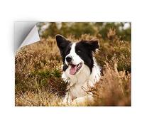 DV DESIGN 1 x Vinyl Sticker A5 - Rectangle Shape 15,8x21cm - Border Collie Farm Dog Puppy Art Print Decal Laptop Tablet Luggage Car Bike Wall Fridge Door Sticker #15553