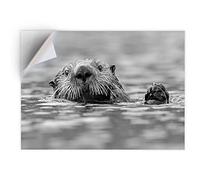 DV DESIGN 1 x Vinyl Sticker A5 - Rectangle Shape 15,8x21cm - BW - Cute Sea Otter Animal Art Print Decal Laptop Tablet Luggage Car Bike Wall Fridge Door Sticker #36101