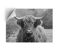 DV DESIGN 1 x Vinyl Sticker A5 - Rectangle Shape 15,8x21cm - BW - Highland Cow Farm Animal Art Print Decal Laptop Tablet Luggage Car Bike Wall Fridge Door Sticker #43023