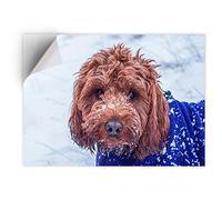 DV DESIGN 1 x Vinyl Sticker A5 - Rectangle Shape 15,8x21cm - Cockapoo Dog Puppy Labradoodle Art Print Decal Laptop Tablet Luggage Car Bike Wall Fridge Door Sticker #44632