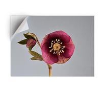 DV DESIGN 1 x Vinyl Sticker A5 - Rectangle Shape 15,8x21cm - Hellebore Flower Orchid Tropical Art Print Decal Laptop Tablet Luggage Car Bike Wall Fridge Door Sticker #21678