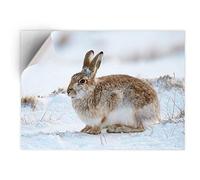DV DESIGN 1 x Vinyl Sticker A5 - Rectangle Shape 15,8x21cm - Mountain Hare Cairngorms Scotland Rabbit Art Print Decal Laptop Tablet Luggage Car Bike Wall Fridge Door Sticker #45796