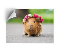 DV DESIGN 1 x Vinyl Sticker A5 - Rectangle Shape 15,8x21cm - ny Ginger Guinea Pig Rodent Art Print Decal Laptop Tablet Luggage Car Bike Wall Fridge Door Sticker #24492