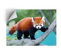 DV DESIGN 1 x Vinyl Sticker A5 - Rectangle Shape 15,8x21cm - Wild Red Panda Nature Animal Bear Art Print Decal Laptop Tablet Luggage Car Bike Wall Fridge Door Sticker #46441
