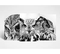 DV DESIGN 3 x A3 Owl Posters - Wild Bird Nature Animal Trio of Prints Portrait Poster Gift