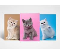 DV DESIGN 3 x A4 Adorable Kitten Posters - Cats Animal Pets Trio of Prints Portrait Poster Gift