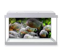 DV DESIGN Fish Tank Background 90x45cm - Aquarium Piranha Fish Waterproof Vinyl Static Cling #13277