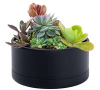D'vine Dev 8 in Shallow Round Succulent Planter, Black, 76-Z-B-1