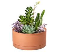 D'vine Dev Medium 8 Inch Terracotta Shallow Pot, Round Cylinder Succulent Cactus Planter Pot with Drainage Hole and Saucer, 41-B-M-1