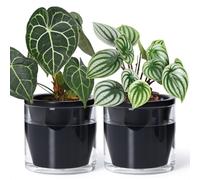 D'vine Dev Self-Watering Black Terracotta Planter, 6 in, 2-Pack, 37-Y-B-3