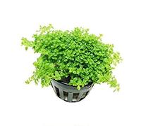 Dwarf Baby Tears Hemianthus Callitrichoides Cuba - Live aquarium plant