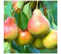 Dwarf Clapps Favourite Pear Tree Dessert Pear With Sweet Fine Flavour 3fatpigs®