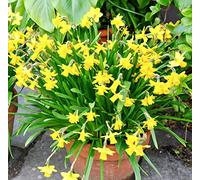Dwarf Daffodil Tete a Tete - RHS Award of Garden Merit - Fragrant Buttercup Yellow Petals - for Your Beautiful Garden (20)