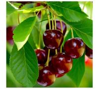 Dwarf Early Rivers' Cherry Tree,Ready to Fruit,Large Dark Juicy Cherries 3fatpigs®