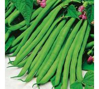 Dwarf French Bean Tendergreen Seeds - Vegetable - High Yield - Annual