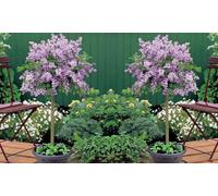Dwarf Lilac Standard Tree: Two