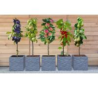 Dwarf Patio Fruit Tree Collection: Five Plants
