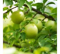 Dwarf/Patio Plum Tree 'Reine Claude D'Oullins' 1M