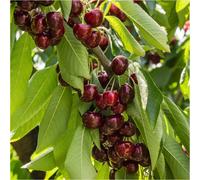 Dwarf Patio Stella Cherry Tree, In a 5L Pot, Miniature & Self-Fertile