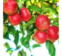 Dwarf / Patio 'Summerred' Apple Fruit Tree - 18cm Pot 1M
