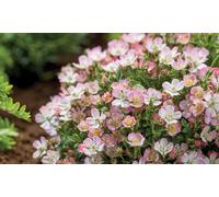 Dwarf Rose Cutie Pie Hardy Shrub Potted Plant: One