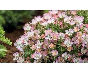 Dwarf Rose Cutie Pie Hardy Shrub Potted Plant: One