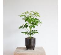 Dwarf Umbrella Tree Indoor Houseplant - Hello Houseplants