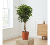 Dwarf Umbrella Tree (Schefflera Arboricola) - 30Cm Pot