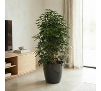 Dwarf Umbrella Tree (Schefflera Arboricola) - 42Cm Pot