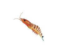 dwxnauixl Prawn Model Figurines Marine Animal Educational Toys Collection Inspiring Curiosity And Creativity In Children Simulation Prawn Figures Toys