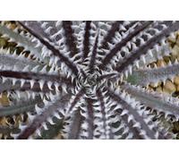 Dyckia Brittle Star 17Cm Potted Plant Bromeliad