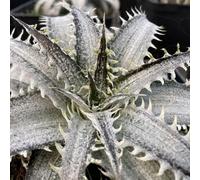 Dyckia Grand Marnier 17Cm Potted Plant Bromeliad