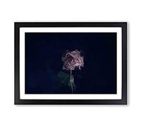 Dying Purple Rose in Abstract Framed Print | A2 Black Framed Wall Art | Ready to Hang | Abstract Floral Picture | Living Room Bedroom Lounge Office
