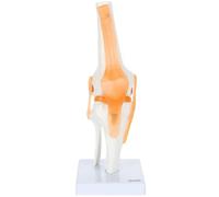 Dynamic Knee Skeleton Model Can Show Movement Functional Knee Model Knee Anatomically Human Skeleton Hobbyist's Ideal Mold